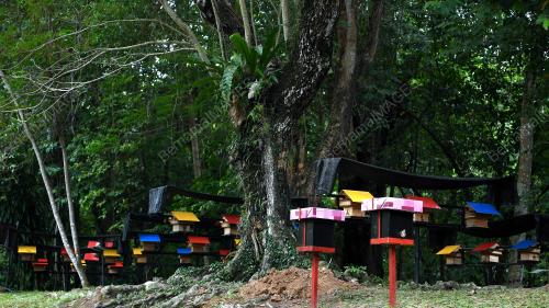 FEA08_10092019_MADU_KELULUT_BN201902251564