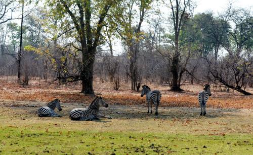 FEA08_20112012_ZIMBABWE