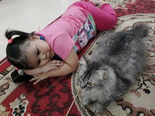 FEA08_21072017_KUCING