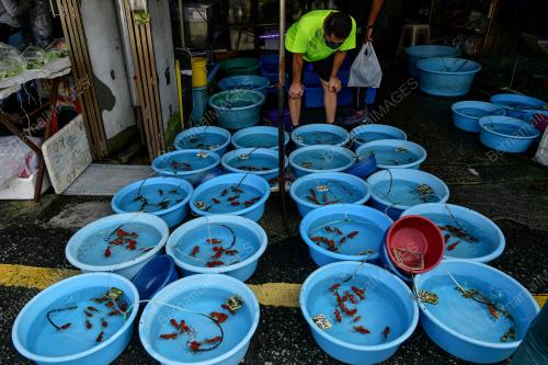 IKAN HIASAN PASAR PUDU