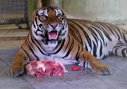 PENJAGA HARIMAU MALAYA DI NWRC