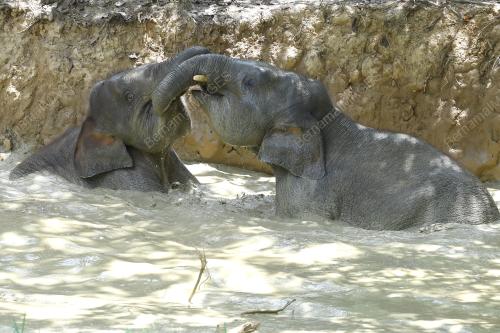 FEA09_05112019_GAJAH_BORNEO