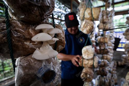 CENDAWAN TIRAM SUTERA