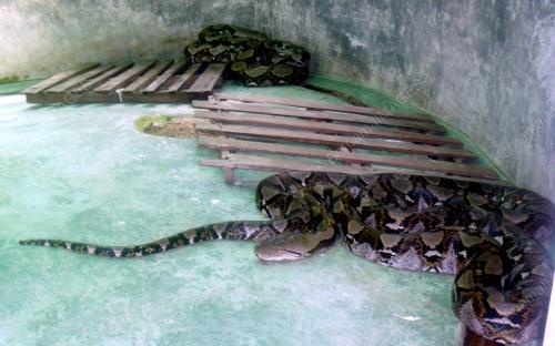 FEA09_12072012_TAMAN_ULAR