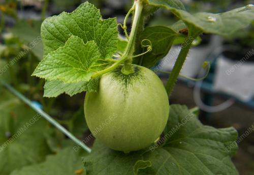 CITYFARM