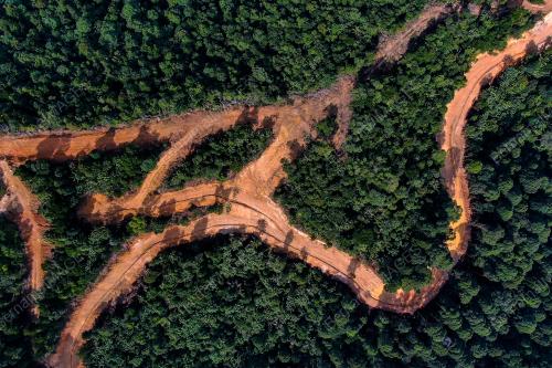 HUTAN DIGONDOLKAN UNTUK PEMBANGUNAN