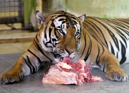 PENJAGA HARIMAU MALAYA DI NWRC