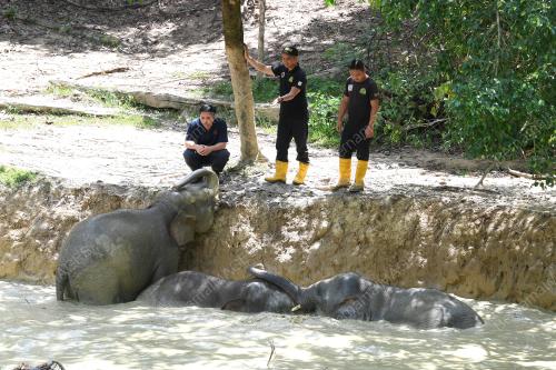FEA10_05112019_GAJAH_BORNEO
