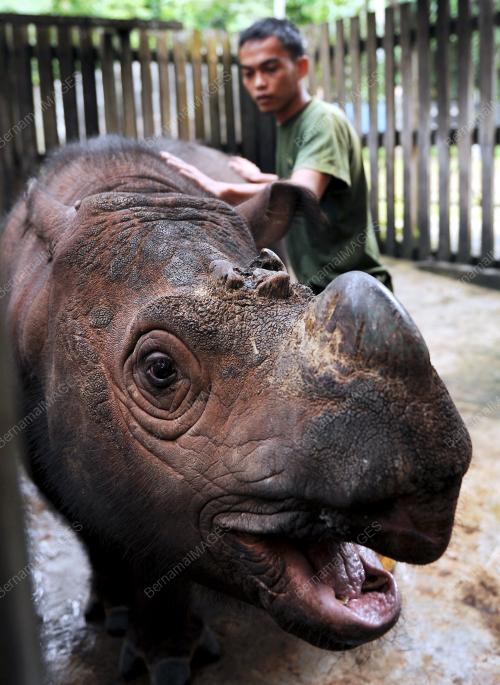 FEA10_08022012_RHINO