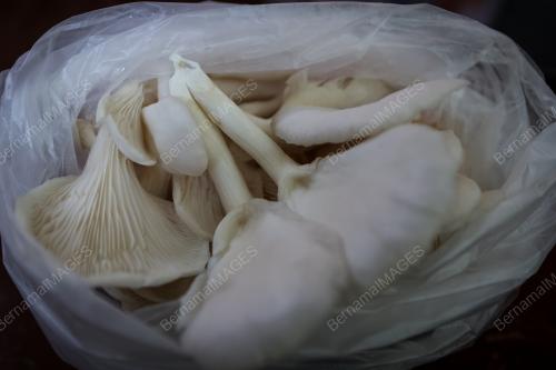 CENDAWAN TIRAM SUTERA