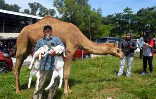 FEA10_28032018_KAMBING