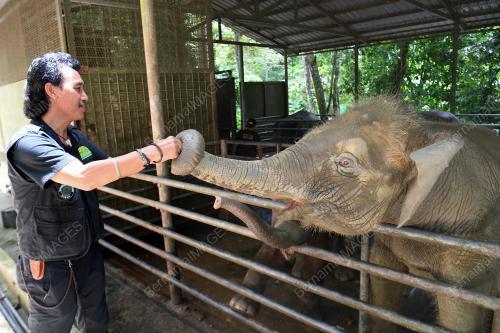 FEA11_05112019_GAJAH_BORNEO