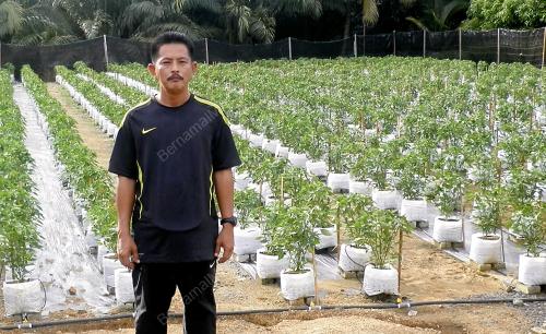 FEA11_12062012_SEMERAH_CILI