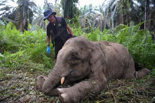 FEA12_05112019_GAJAH_BORNEO