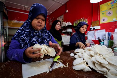 CENDAWAN TIRAM SUTERA