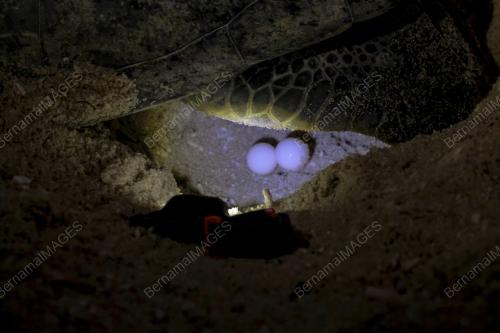 FEA12_19092018_PENYU_AGAR
