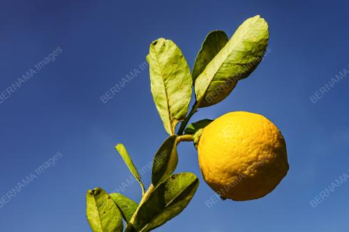 LEMON_KLUANG