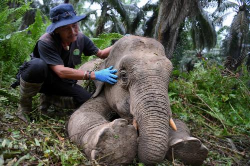 FEA13_05112019_GAJAH_BORNEO