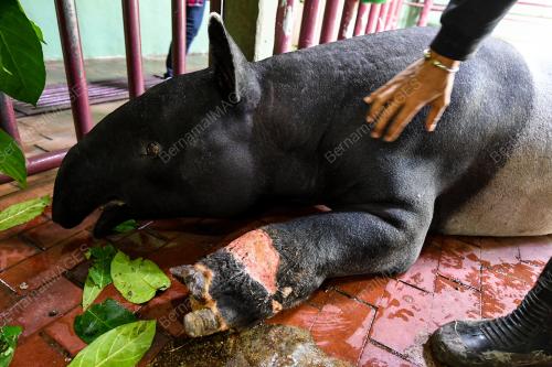 FEA13_25042018_TAPIR