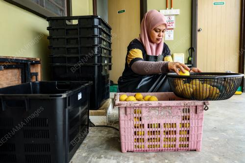 LEMON_KLUANG