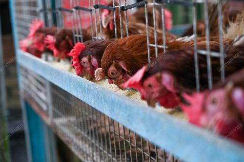AYAM PENELUR