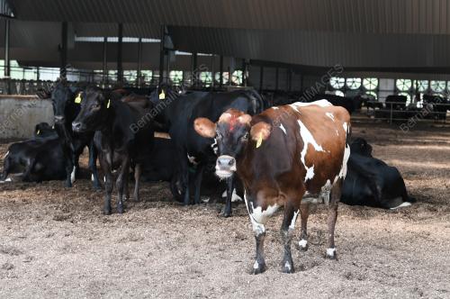 LEMBU_TENUSU