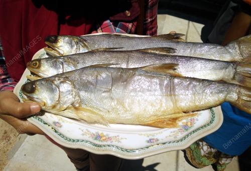 FEA15_23112017_IKAN_MASIN