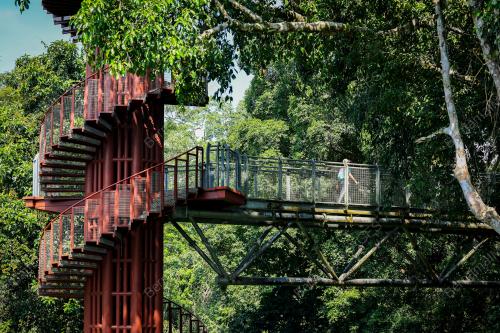 TREE TOP WALK