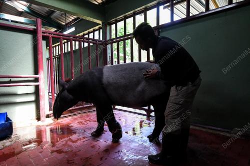 FEA16_25042018_TAPIR
