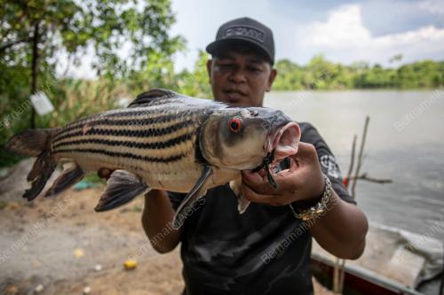 IKAN TEMOLEH
