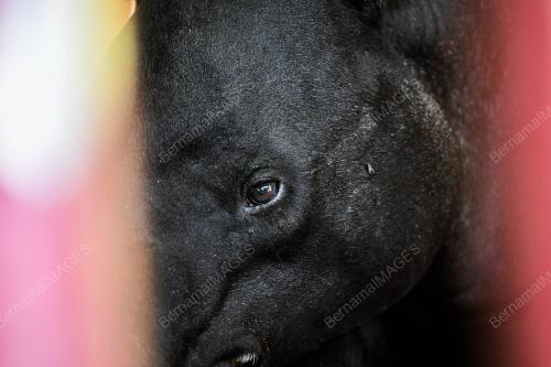 FEA19_25042018_TAPIR