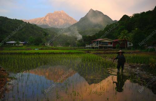 PETANI TRADISIONAL KAMPUNG TAMBATUON