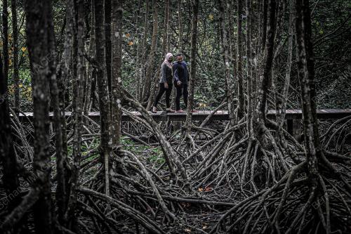 HUTAN PAYA BAKAU DI BALIK PULAU