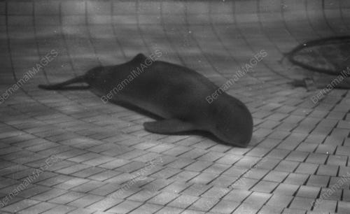 IDN01_05032019_KEWARTAWANAN