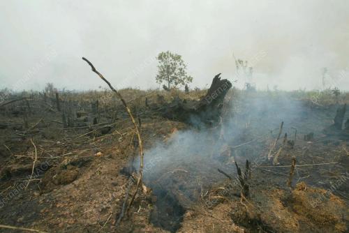 HUTAN_TERBAKAR