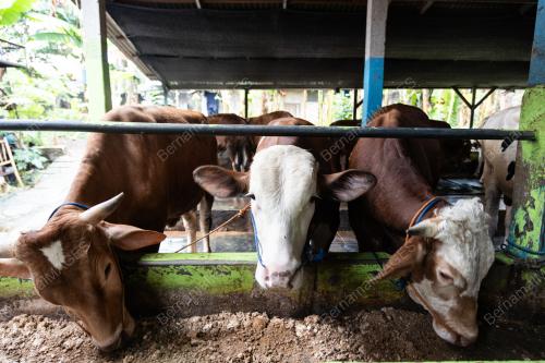 PERSIAPAN SEMPENA HARI RAYA AIDILADHA