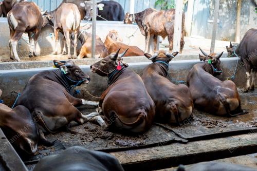 PERSIAPAN HARI RAYA AIDILADHA DI JAKARTA
