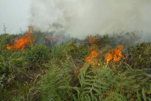 HUTAN_TERBAKAR