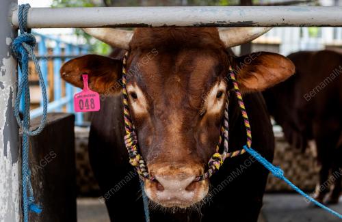 PERSIAPAN HARI RAYA AIDILADHA DI JAKARTA