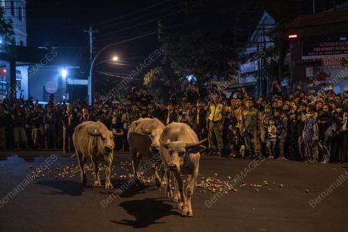 PERAYAAN KIRAB PUSAKA ACARA "KEBO BULE"