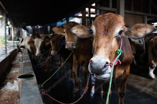 PERSIAPAN SEMPENA HARI RAYA AIDILADHA