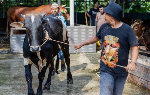 PERSIAPAN HARI RAYA AIDILADHA DI JAKARTA