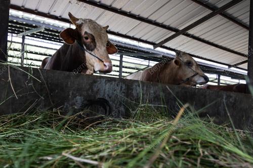 PERSIAPAN SEMPENA HARI RAYA AIDILADHA