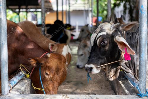 PERSIAPAN HARI RAYA AIDILADHA DI JAKARTA