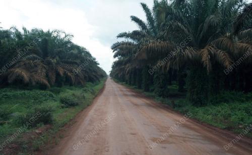 KELAPA SAWIT