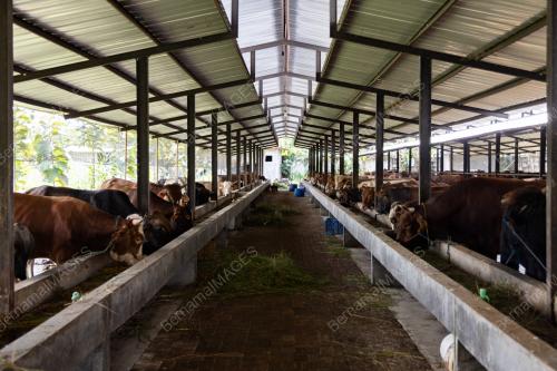 PERSIAPAN SEMPENA HARI RAYA AIDILADHA