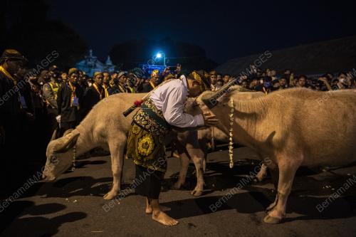 PERAYAAN KIRAB PUSAKA ACARA "KEBO BULE"
