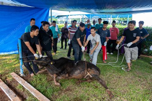 HARI RAYA AIDILADHA