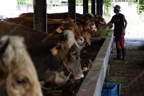 PERSIAPAN SEMPENA HARI RAYA AIDILADHA
