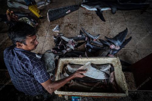 IKAN JERUNG TANJUNG LUAR
